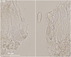 Odontotrema