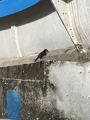 Campylorhynchus griseus