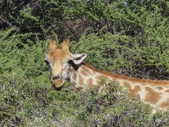 Giraffa camelopardalis angolensis