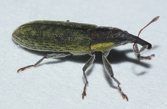 Lixus scolopax