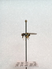 Sphaerophoria contigua