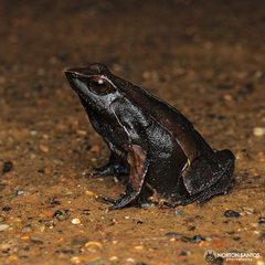 Physalaemus olfersii