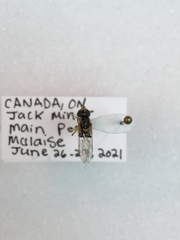 Sphaerophoria contigua