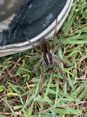 Tasmanicosa kochorum