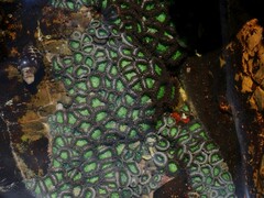 Zoanthus sansibaricus