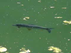 Prochilodus lineatus