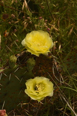 Opuntia gilvescens
