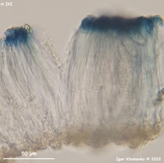 Odontotrema