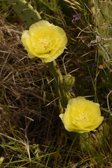 Opuntia gilvescens