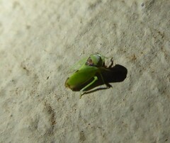 Batracomorphus