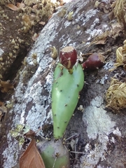 Opuntia guatemalensis