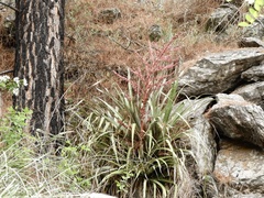 Puya spathacea
