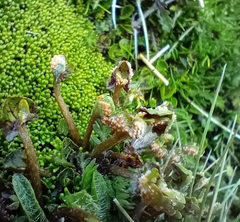 Aecidium westlandicum