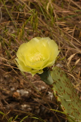 Opuntia gilvescens