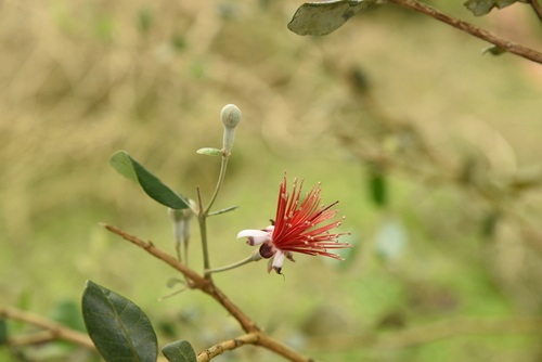 Acca sellowiana - Leaves