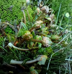 Aecidium westlandicum