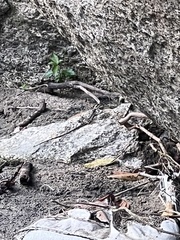 Basiliscus basiliscus barbouri