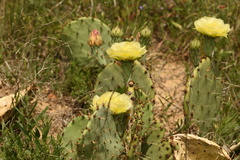 Opuntia gilvescens