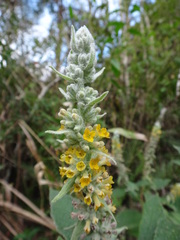 Buddleja stachyoides