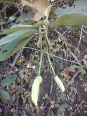 Helicteres baruensis