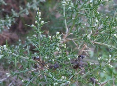 Ulex parviflorus