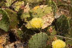 Opuntia gilvescens