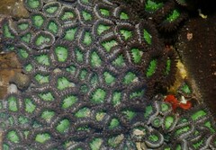 Zoanthus sansibaricus