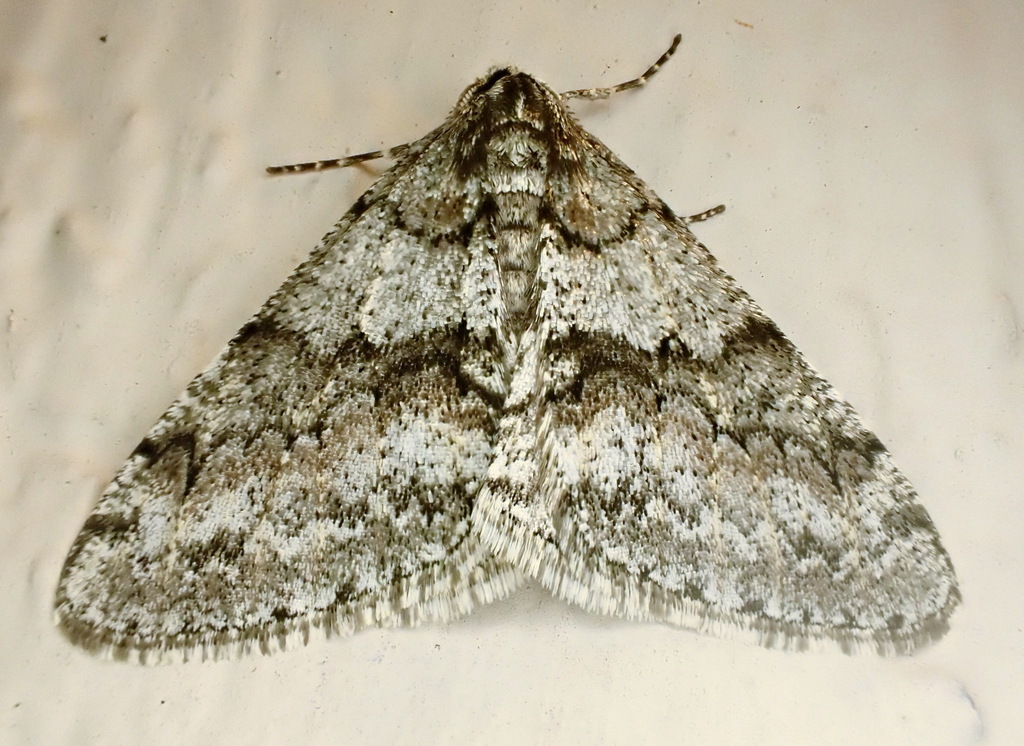 Toothed Phigalia Moth