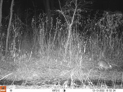 Sylvilagus aquaticus