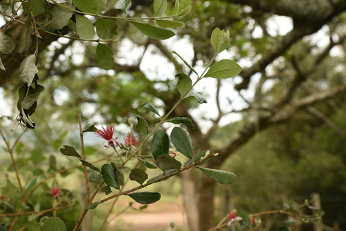 Acca sellowiana - Whole tree