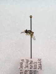 Sphaerophoria contigua