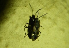 Lanchnophorus singalensis