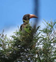 Lophoceros alboterminatus