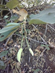 Helicteres baruensis