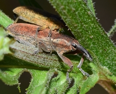 Lixus punctiventris