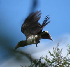 Lophoceros alboterminatus