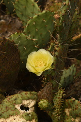 Opuntia gilvescens