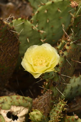 Opuntia gilvescens
