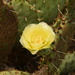 Opuntia gilvescens - Photo (c) Aidan Campos, some rights reserved (CC BY-NC), uploaded by Aidan Campos