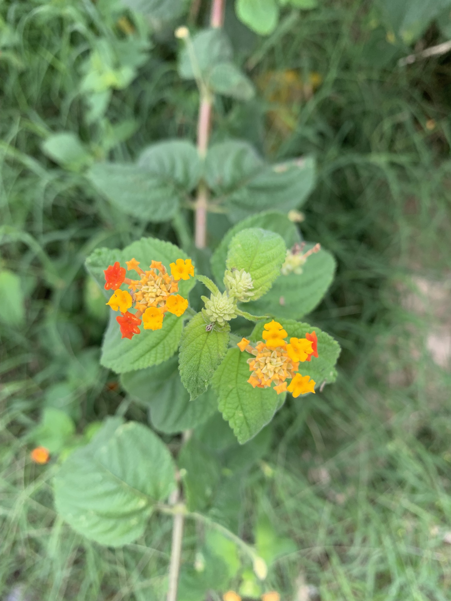 Lantana hirsuta