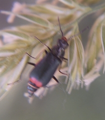 Malachius bipustulatus