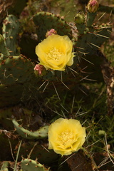 Opuntia gilvescens