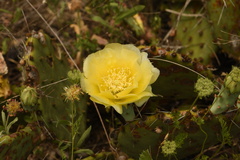 Opuntia gilvescens