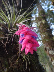 Tillandsia stricta