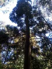 Cupressus lusitanica