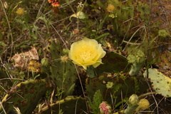 Opuntia gilvescens
