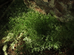 Trichomanes angustatum