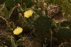 Opuntia gilvescens