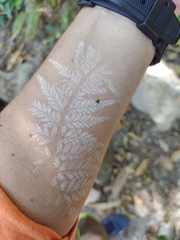 Pityrogramma calomelanos