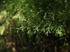 Trichomanes angustatum